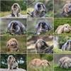 crohn